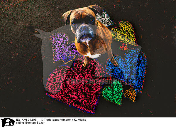 sitzender Deutscher Boxer / sitting German Boxer / KMI-04205