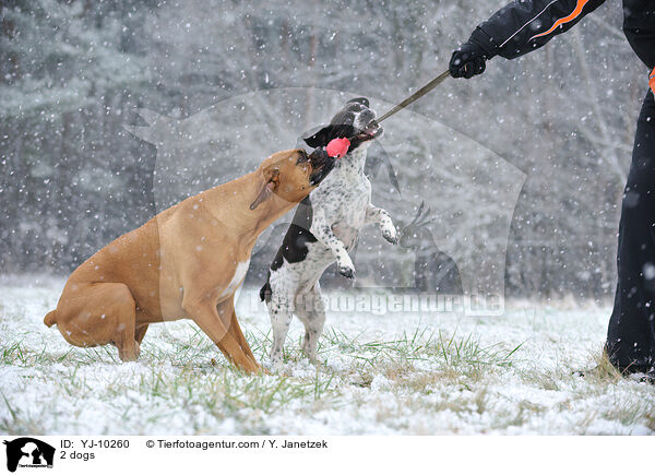 2 dogs / YJ-10260