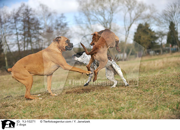 3 Hunde / 3 dogs / YJ-10271