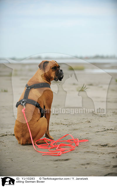 sitzender Deutscher Boxer / sitting German Boxer / YJ-10283