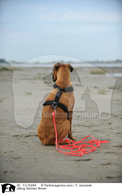 sitzender Deutscher Boxer / sitting German Boxer / YJ-10284