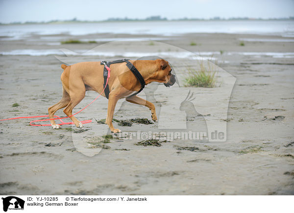laufender Deutscher Boxer / walking German Boxer / YJ-10285