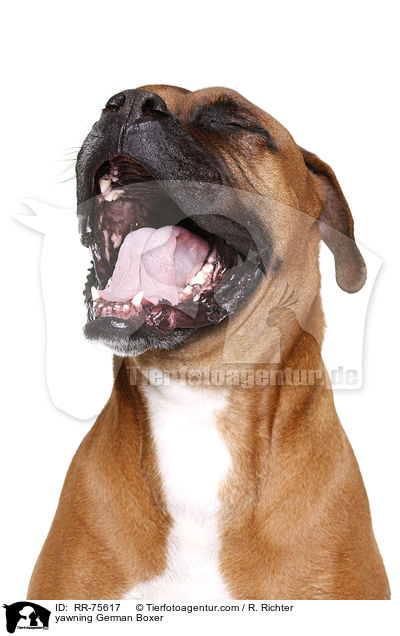 ghnender Deutscher Boxer / yawning German Boxer / RR-75617