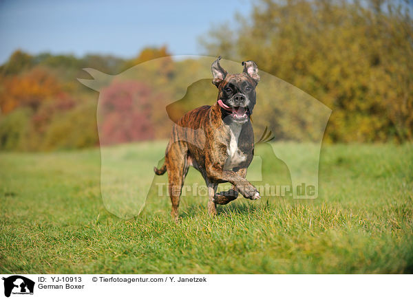 German Boxer / YJ-10913