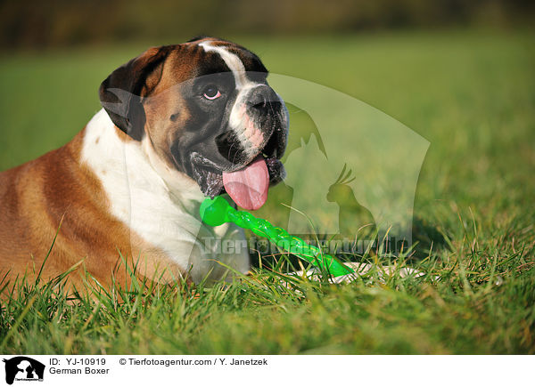Deutscher Boxer / German Boxer / YJ-10919