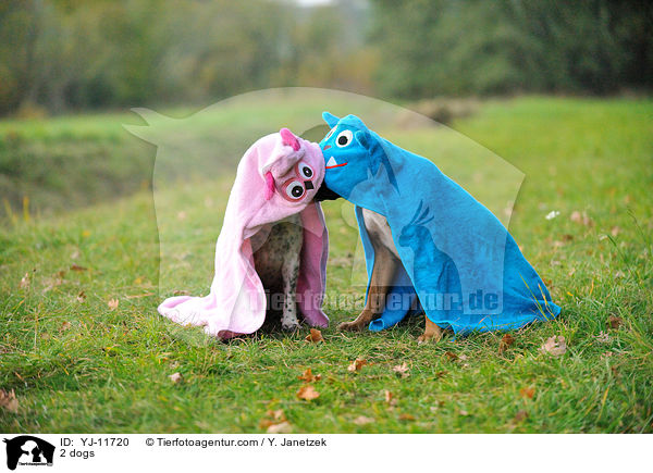 2 Hunde / 2 dogs / YJ-11720