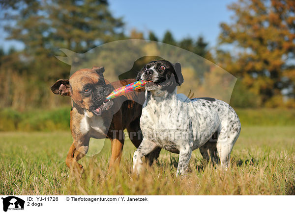 2 Hunde / 2 dogs / YJ-11726