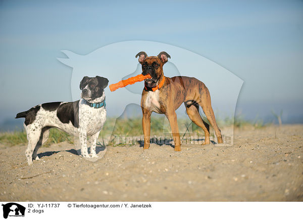 2 Hunde / 2 dogs / YJ-11737