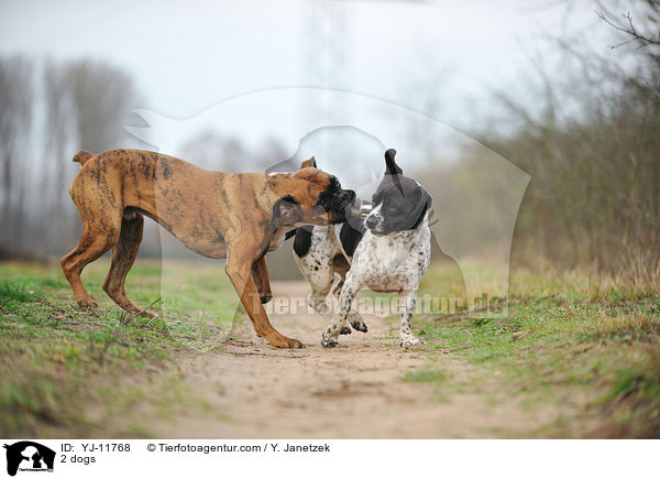 2 Hunde / 2 dogs / YJ-11768