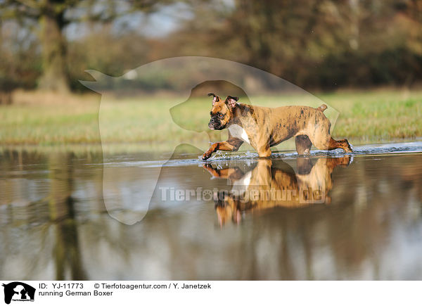 rennender Deutscher Boxer / running German Boxer / YJ-11773