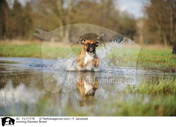 rennender Deutscher Boxer / running German Boxer / YJ-11776