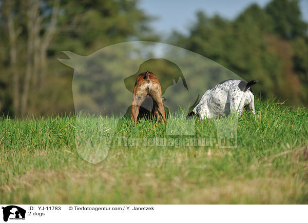 2 Hunde / 2 dogs / YJ-11783