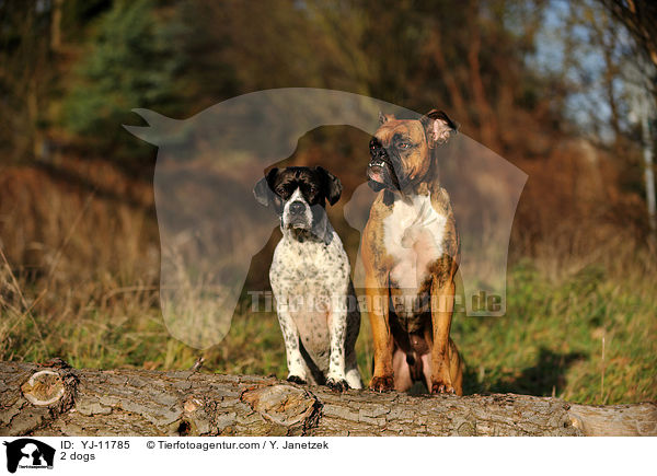 2 Hunde / 2 dogs / YJ-11785