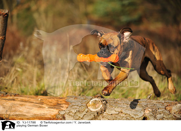 spielender Deutscher Boxer / playing German Boxer / YJ-11786