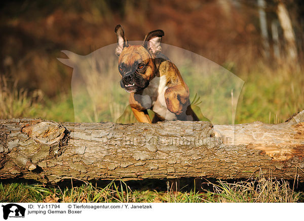 springender Deutscher Boxer / jumping German Boxer / YJ-11794