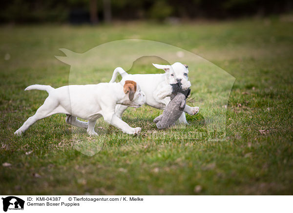 German Boxer Puppies / KMI-04387