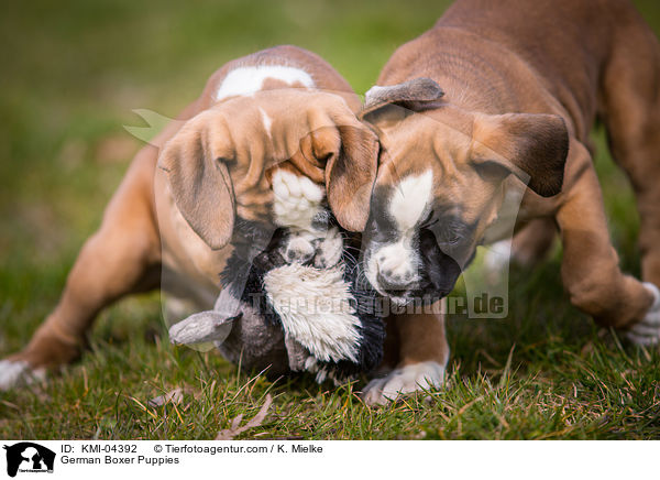 German Boxer Puppies / KMI-04392