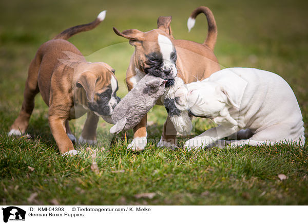 German Boxer Puppies / KMI-04393