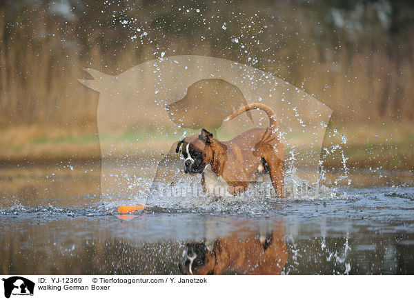 laufender Deutscher Boxer / walking German Boxer / YJ-12369