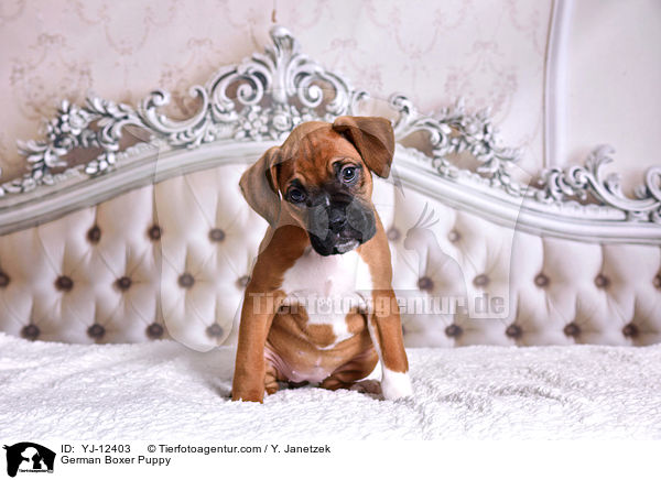 Deutscher Boxer Welpe / German Boxer Puppy / YJ-12403