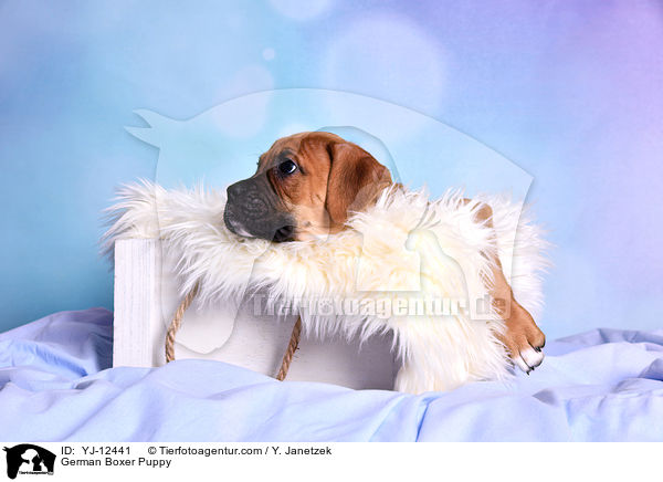 Deutscher Boxer Welpe / German Boxer Puppy / YJ-12441