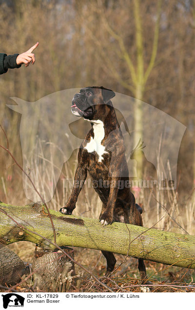 Deutscher Boxer / German Boxer / KL-17829