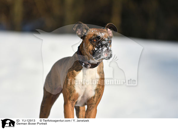Deutscher Boxer Portrait / German Boxer Portrait / YJ-12913