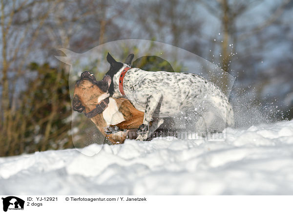 2 Hunde / 2 dogs / YJ-12921