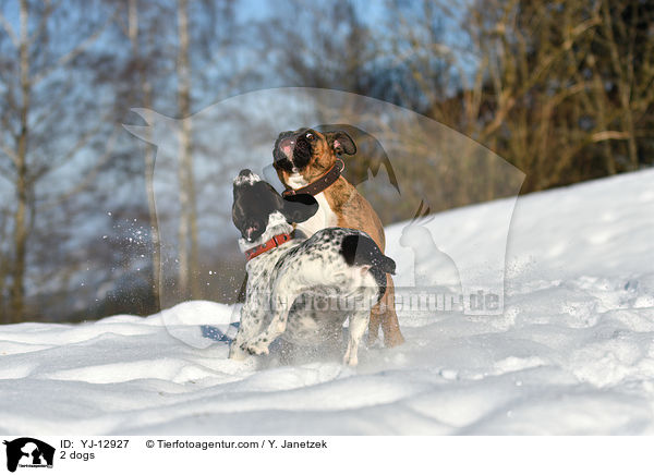 2 Hunde / 2 dogs / YJ-12927