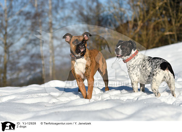2 Hunde / 2 dogs / YJ-12928