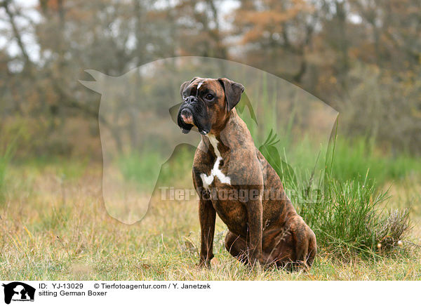 sitzender Deutscher Boxer / sitting German Boxer / YJ-13029
