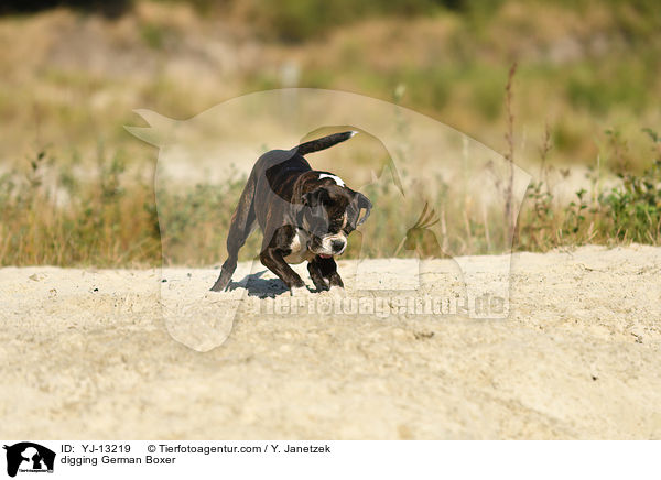buddelnder Deutscher Boxer / digging German Boxer / YJ-13219