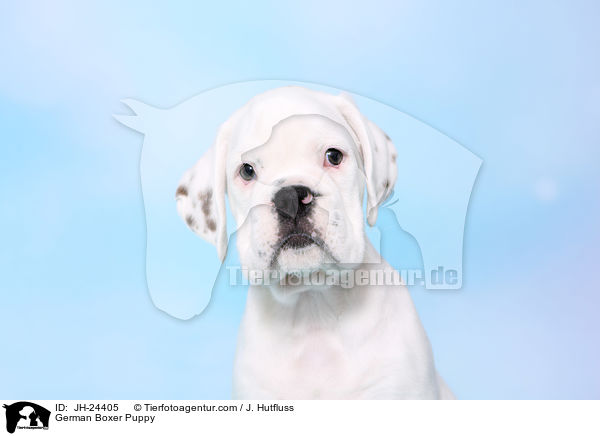 Deutscher Boxer Welpe / German Boxer Puppy / JH-24405