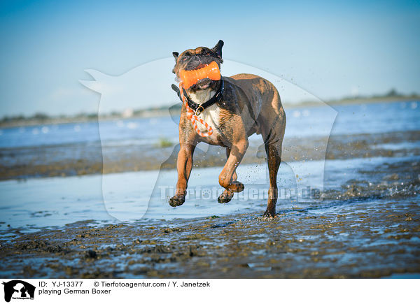 spielender Deutscher Boxer / playing German Boxer / YJ-13377