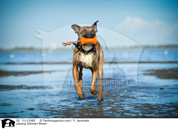 spielender Deutscher Boxer / playing German Boxer / YJ-13385