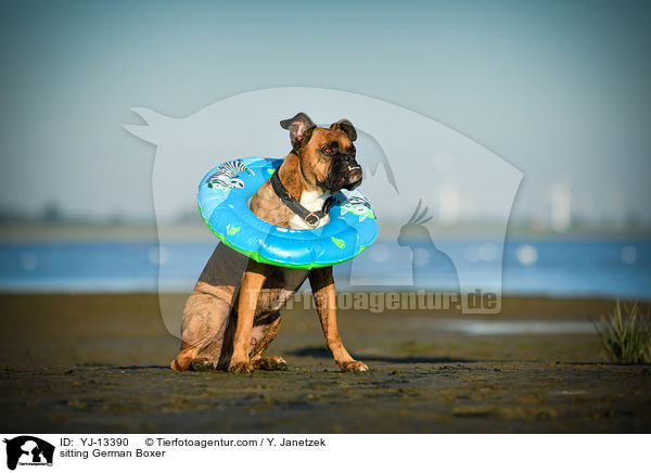 sitzender Deutscher Boxer / sitting German Boxer / YJ-13390