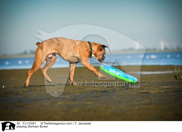 spielender Deutscher Boxer / playing German Boxer / YJ-13391