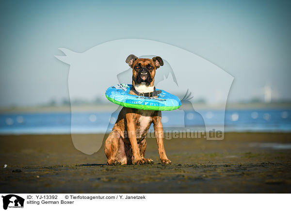 sitzender Deutscher Boxer / sitting German Boxer / YJ-13392