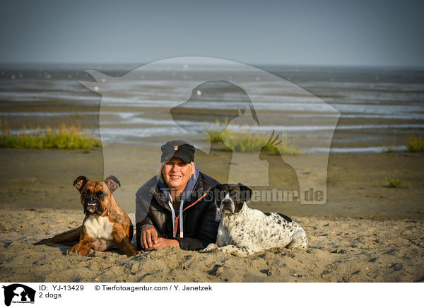 2 Hunde / 2 dogs / YJ-13429