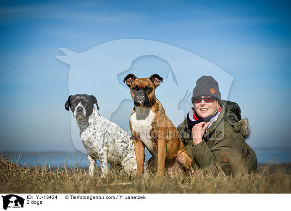 2 Hunde / 2 dogs / YJ-13434