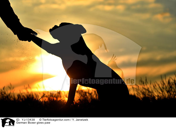 Deutscher Boxer gibt Pftchen / German Boxer gives paw / YJ-13438
