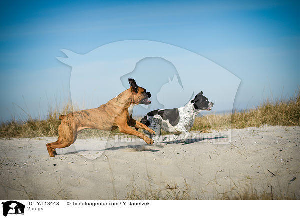 2 Hunde / 2 dogs / YJ-13448