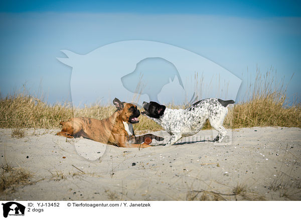 2 Hunde / 2 dogs / YJ-13452