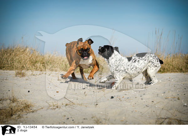2 Hunde / 2 dogs / YJ-13454