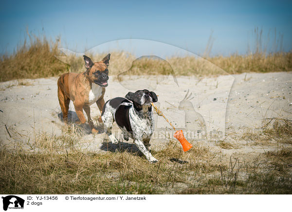 2 Hunde / 2 dogs / YJ-13456