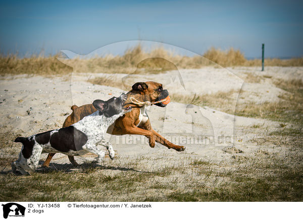 2 Hunde / 2 dogs / YJ-13458