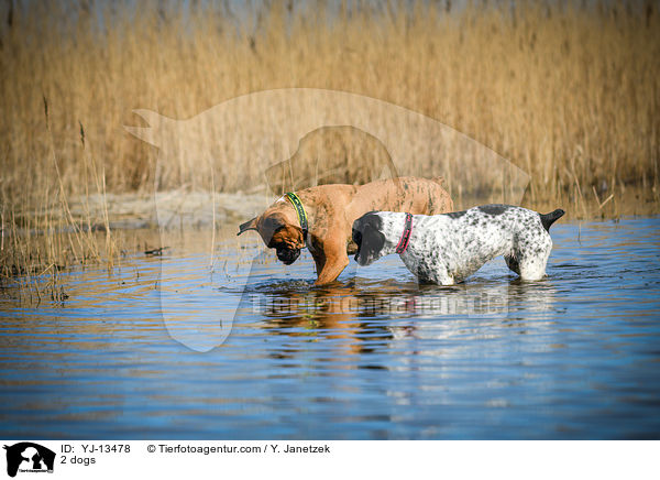 2 Hunde / 2 dogs / YJ-13478