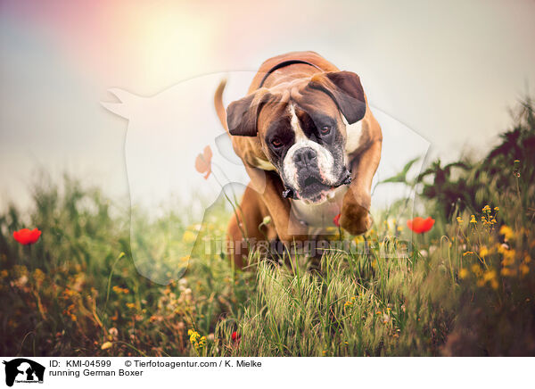rennender Deutscher Boxer / running German Boxer / KMI-04599