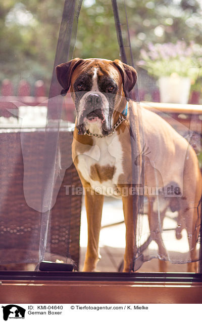 Deutscher Boxer / German Boxer / KMI-04640