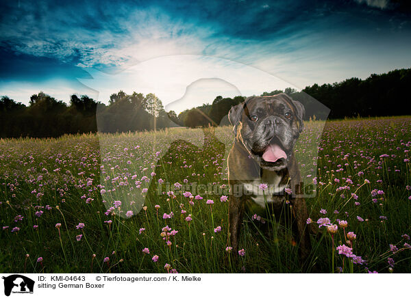sitting German Boxer / KMI-04643